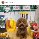 댕스포유 | 청주동남지구 강아지수제간식 댕스포유 강아지도너츠 내돈내산