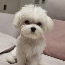 순수하개 이미지