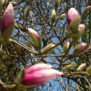 자목련 (식물) [紫木蓮, Magnolia liliflora] 이미지