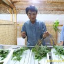 함양산양삼협회 영농조합법인 이미지