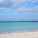 제주연안 연산호 군락지 이미지