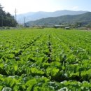 최옥란농장 이미지