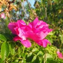 시도리운동장 이미지