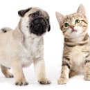 세우리동물병원 이미지