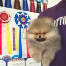 안다켄넬 이미지