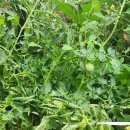 아브라함농장2 이미지