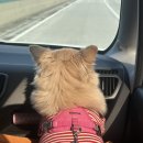 F22 | 계곡 애견동반 포천캠핑장 F22 캠핑라운지