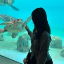 북부지하차도위1 | 오키나와 츄라우미 수족관 티켓 펀패스 입장 주차장 돌고래쇼 시간, 북부 가볼만한곳 추천