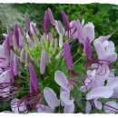 꽃들어린이집 이미지