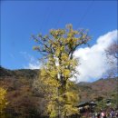 용문사 일주문 이미지