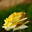 장미공원C 이미지