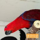 앵무타운