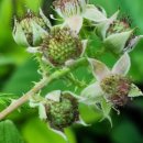 안기농장 이미지