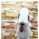 몽몽이애견미용 이미지