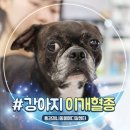 이개내고양이 | 강아지 이개혈종 귀 부음 치료 수술 후 15일 실밥 제거 후기