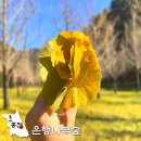 난세를 무사히 건너는 법 | 홍천 은행나무숲 실시간 개방 애견동반 강원도 가볼만한곳