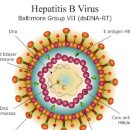 B형간염 증상 항원 항체 검사 비용 양성 전염 보균자 치료제 완치제 비형간염 성인 예방접종 주사 살펴보자 이미지