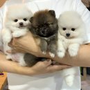 딜라잇독 네이버블로그