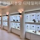 부산 강아지분양 디테일퍼피 이미지