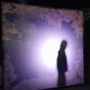 하마대 | 렛츠런파크 서울 벚꽃축제 벚꽃야경 2번째 후기!(feat. 승용 마사투어, 마장마술 경기)