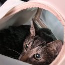 24시폴동물병원 | 수컷 고양이 방광염 증상 (+ 24시 동물병원 솔직후기, 영양제 추천)