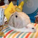 네모의꿈 이미지