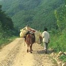 암소한마리 이미지