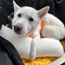 강남예치과동물병원 이미지