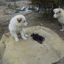 토끼사냥 Daum카페