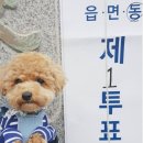 멍뭉이 이미지