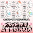 2023년 전국 벚꽃 개화시기 & 벚꽃 축제 일정 이미지