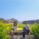 지에스(GS)25 한림행복점 | 제주 유채꽃 명소 실시간 개화 현황 소색채본 주말 후기