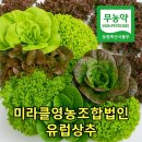 함평로컬푸드 영농조합법인 | 🥬 여름휴가 전 마지막 다이어트! 1만 원 이하로 샐러드 재료 완성하는 꿀팁 💚