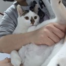 토리덴탈 | 플란다스의개 덴탈치약 댕냥이들 사용가능