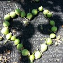 삼공주 농원 이미지