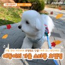 예동기획 | 호텔,애견미용 단골 꼬똥 드 툴레아 예동이의 강아지 호텔링 후기, 귀욤뽀짝한 그루밍 강아지사진, 스파...