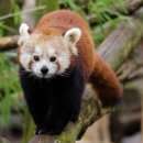 레드폭스 이미지