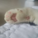 모모9