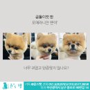 윤스강아지 이미지