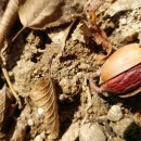 도토리의꿈 이미지