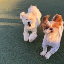 멍지중지 이미지