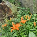 릴리(Lily) 이미지