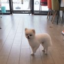 강아지이발소 이미지