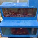 상진호숯불닭구이 이미지