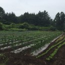 정해농장 이미지