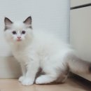 마마캐터리 이미지