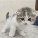 대전 고양이분양 퍼스트캣 대전점 | 대전고양이분양 퍼스트캣 대전점, 안심하고 고양이를 분양받은 경험
