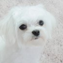 씻겨줄개 이미지