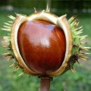 마로니에 이미지