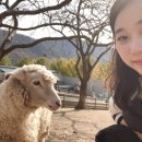 늘봄목장 이미지